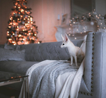 漂亮的fennec狐狸幼崽棕色（的）装饰房间圣诞节树