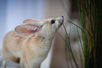 漂亮的fennec狐狸幼崽前面窗口