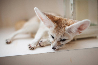 漂亮的fennec狐狸幼崽前面窗口