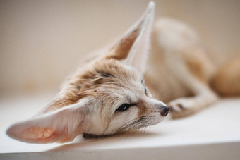 漂亮的fennec狐狸幼崽光房间