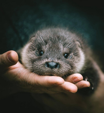 孤儿欧洲水獭幼崽手