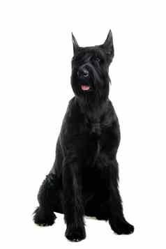 巨大的黑色的雪纳瑞犬白色