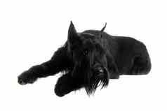 巨大的黑色的雪纳瑞犬白色