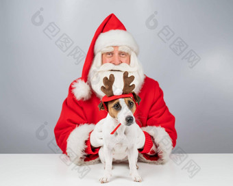 肖像圣诞老人老人狗杰克罗素梗鲁道夫驯鹿耳朵白色背景