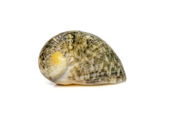 图片nerita蝘蜓座海蜗牛物种海蜗牛海洋腹足类动物软体动物家庭神经炎<strong>海底动物</strong>海贝壳