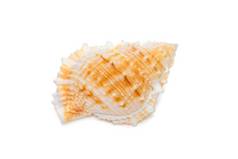 图像布福纳里亚蛙海壳牌物种海蜗牛海洋腹足类动物软体动物家庭滑囊科青蛙贝壳孤立的白色背景海底动物海贝壳