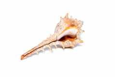 图像刺海螺壳牌骨螺trapa白色背景海底动物海贝壳