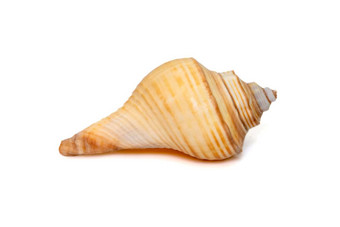 图像偏身海贝壳属海洋腹足类动物软体动物家庭蜥蜴科孤立的白色背景<strong>海底动物</strong>海贝壳