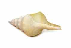 图片白色海螺壳牌孤立的白色背景海底动物海贝壳