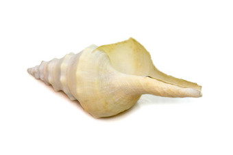 图片白色海螺壳牌孤立的白色背景<strong>海底动物</strong>海贝壳