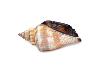 图像canarium乌尔塞乌斯物种海蜗牛海洋腹足类动物软体动物家庭鞘翅目真正的海螺孤立的白色背景海底动物海贝壳