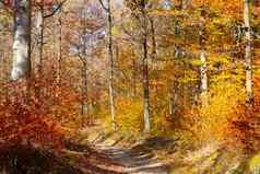 美丽的明亮的橙色系森林阳光明媚的秋天一天