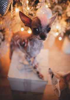 秘鲁无毛的吉娃娃混合狗节日装饰房间圣诞节树