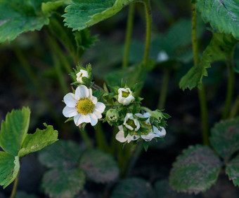 草莓布什绿色叶子白色花蔬菜花园水果日益增长的