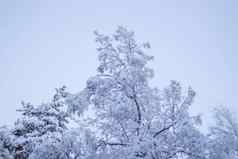 树覆盖雪白色冬天天空