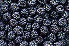 背景新鲜的黑莓关闭很多成熟的多汁的野生水果生