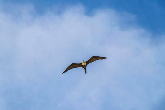 fregat鸟群飞蓝色的天空云背景墨西哥