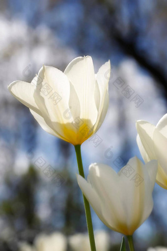 白色郁金香花园美丽的白色郁金香花园早期春天