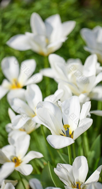 白色郁金香花园美丽的白色郁金香花园早期春天