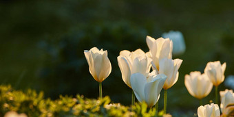 白色郁金香花园美丽的白色郁金香花园早期春天