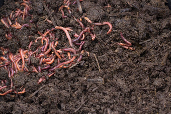 粮食蠕虫vermicomposting肥料生产纹理脏黑暗腐殖质凝块蠕虫