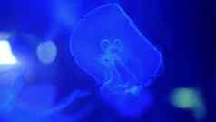 特写镜头美丽的水母蓝色的黑暗移动慢慢地优雅的浮动水水母行动水族馆创建美丽的效果运动