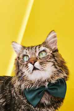有趣的猫弓领带眼镜坐着黄色的背景