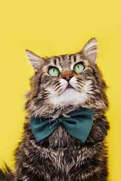 有趣的猫弓领带眼镜坐着黄色的背景