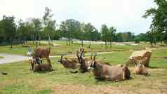 Safari公园庞比亚意大利7月旅行车Safari动物园棕色（的）山山羊羚羊类型山羊绿色草枸杞食草动物