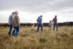 家庭牛场业务人爱农村农民父母走草地孩子们债券的关系孩子们分享牧场一代