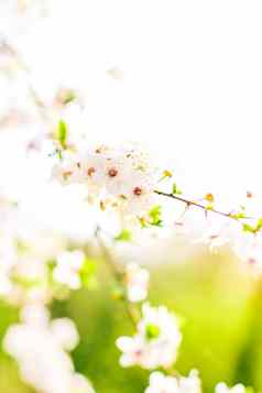 樱桃树开花春天白色花自然背景