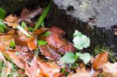 肝真菌腐烂的树桩秋天蘑菇收获