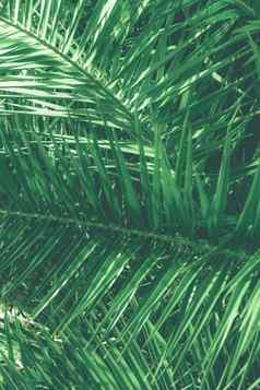 热带棕榈叶子花背景