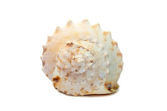 图像角头盔海贝壳黑 醋栗科努塔物种极大海蜗牛孤立的白色背景海底动物海贝壳