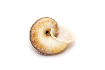 图像环肚蜗牛环蕨科孤立的白色背景海底动物海贝壳
