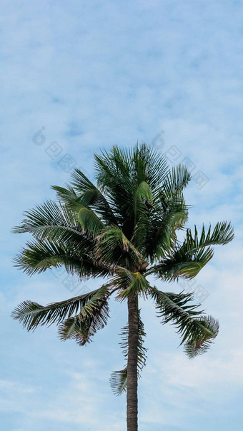 垂直热带椰子绿色棕榈树天空白色云背景夏天一天空气浪花云