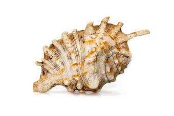 图像千足虫蜘蛛海螺兰比斯millepeda孤立的白色背景海蜗牛<strong>海底动物</strong>海贝壳