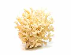 图像死白色珊瑚多维数据集白色背景海底动物