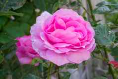 玫瑰花园照片美丽的粉红色的玫瑰花园