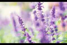 薰衣草花明亮的色彩斑斓的紫罗兰色的颜色盛开的