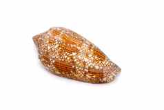 图像conus奥马里亚帕通加努斯海壳牌物种海蜗牛海洋腹足类动物软体动物家庭conidae锥蜗牛盟友海底动物