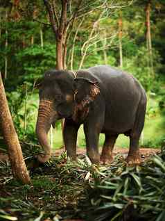 快乐丛林大象大象走丛林一天吃植物