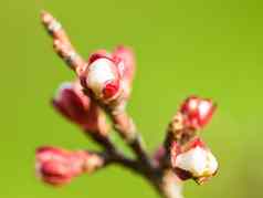 自然植物花绿色背景增长盛开的发展阶段美Zen希望日益增长的李子树可持续发展的环境花园春天