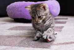 灰色小猫玩玩具鼠标