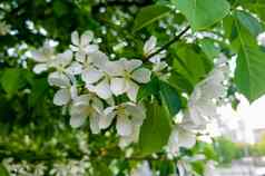 白色苹果花美丽的开花苹果树背景盛开的花春天一天