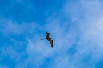 fregat鸟群飞蓝色的天空云背景墨西哥