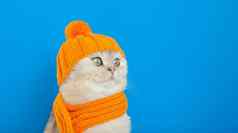 有趣的白色猫坐着橙色针织他围巾蓝色的宽背景
