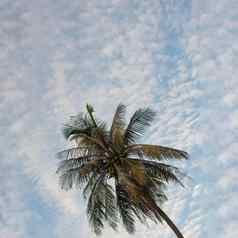 横幅大气全景白色云天空热带棕榈背景夏天温柔自由