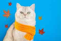 实施白色猫坐着橙色针织围巾蓝色的背景秋天叶子