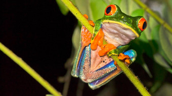 红眼的树青蛙热带热带雨林科斯塔黎加